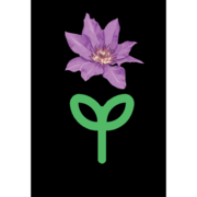 Logo Pépinière Belle-Odorante