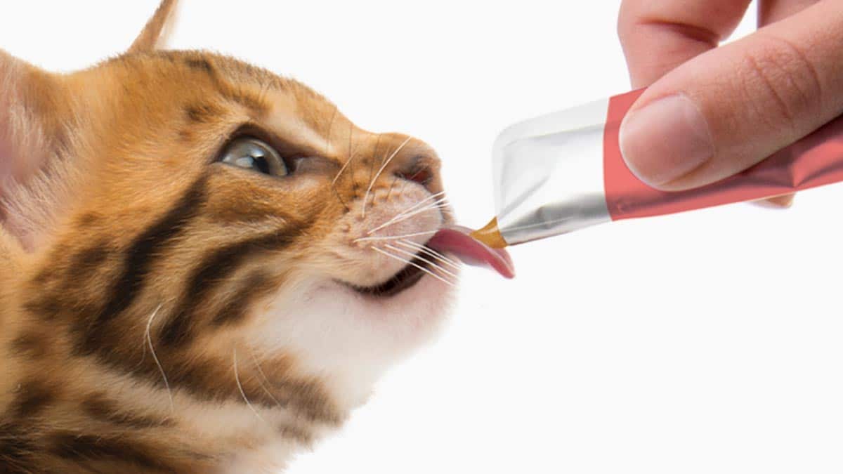 Catit Treats & Snacks