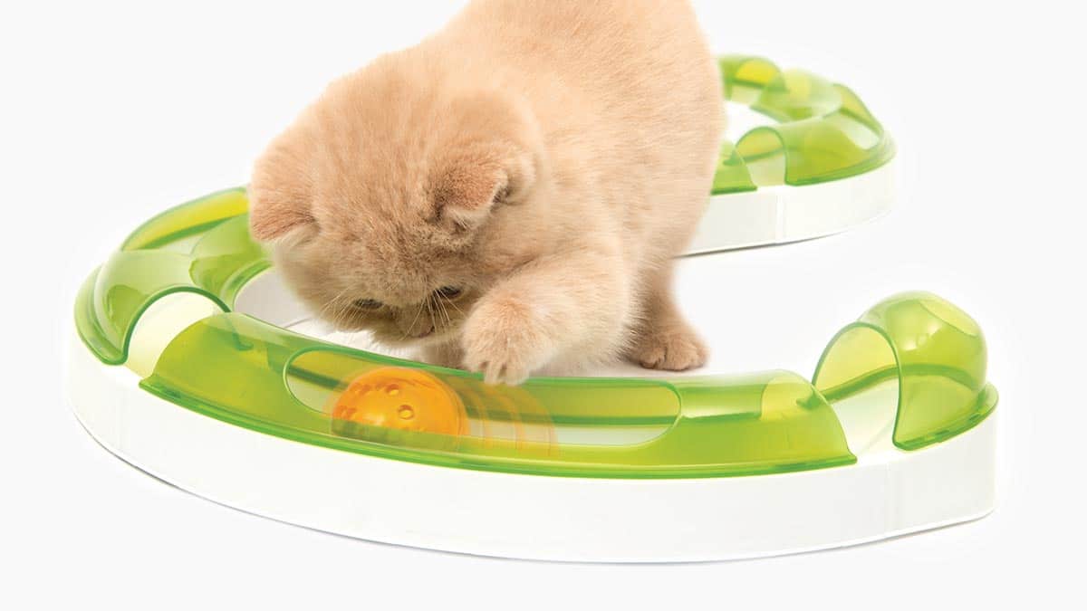 Tory Catit Senses Circuits