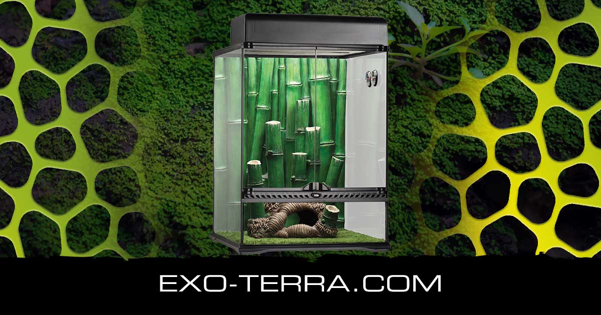Bamboo Forest Large