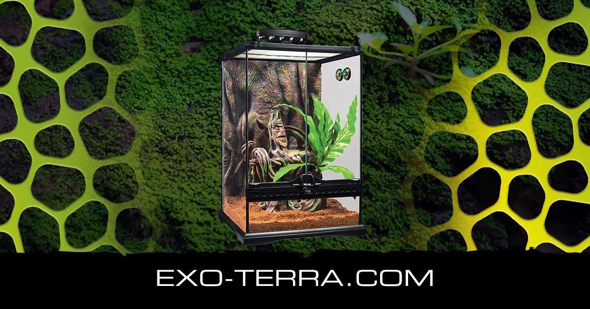 Crested Gecko Terrarium Small