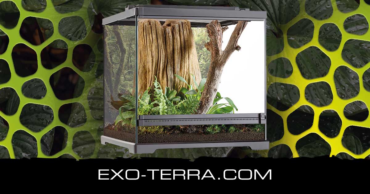 Dart Frog Terrarium