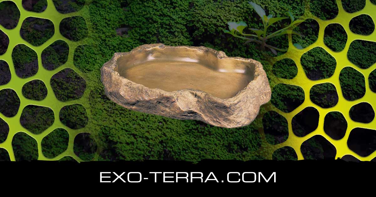 Feeding Dish X-Large