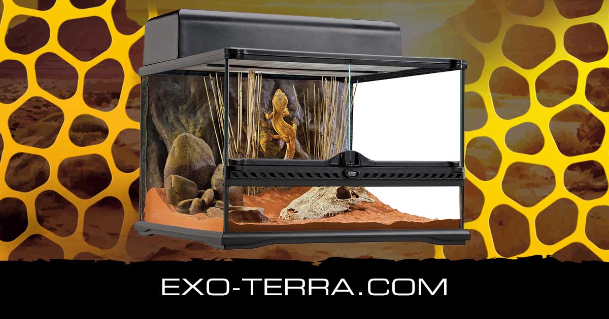Natural Terrarium Small Low