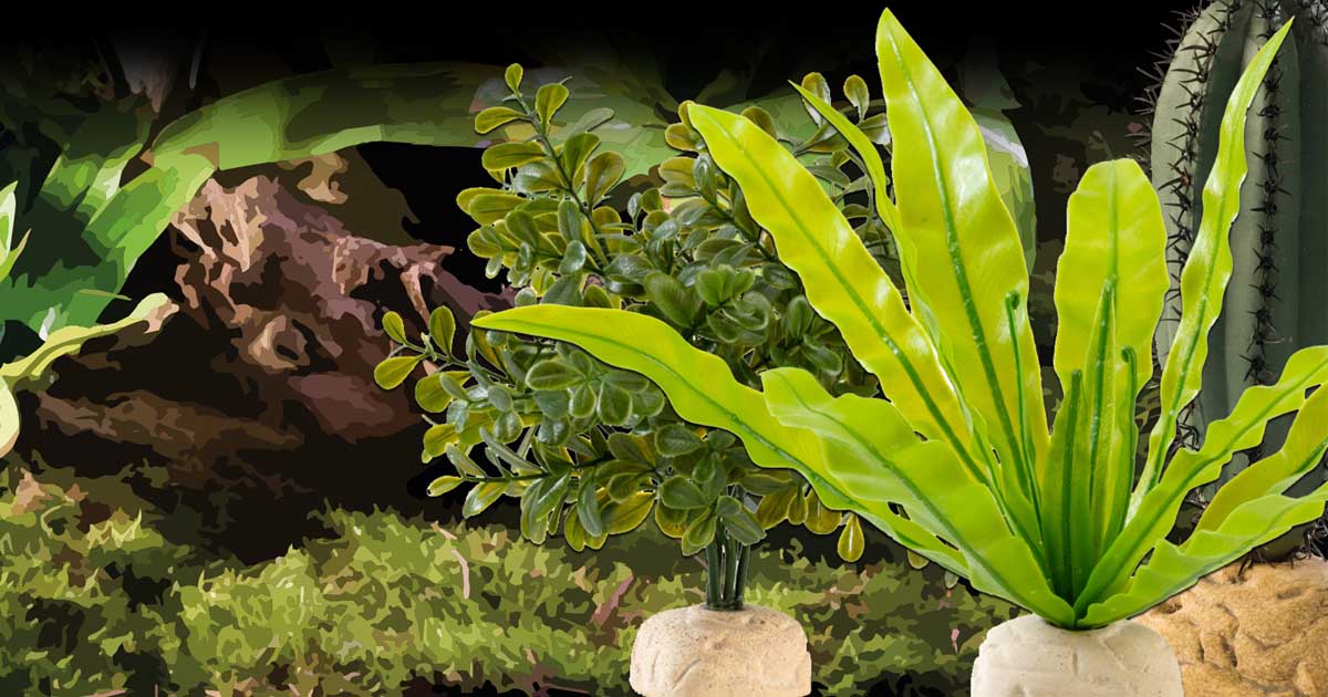 Plants