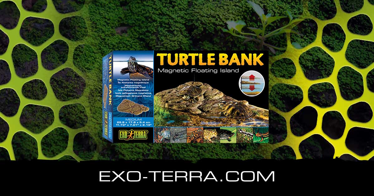Turtle Bank Medium