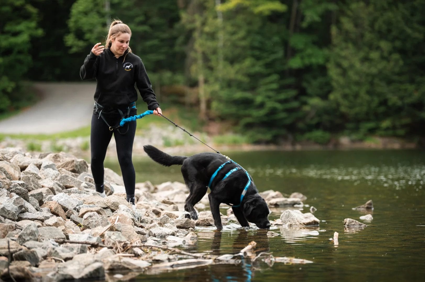 Bungee pour traîneau à chiens