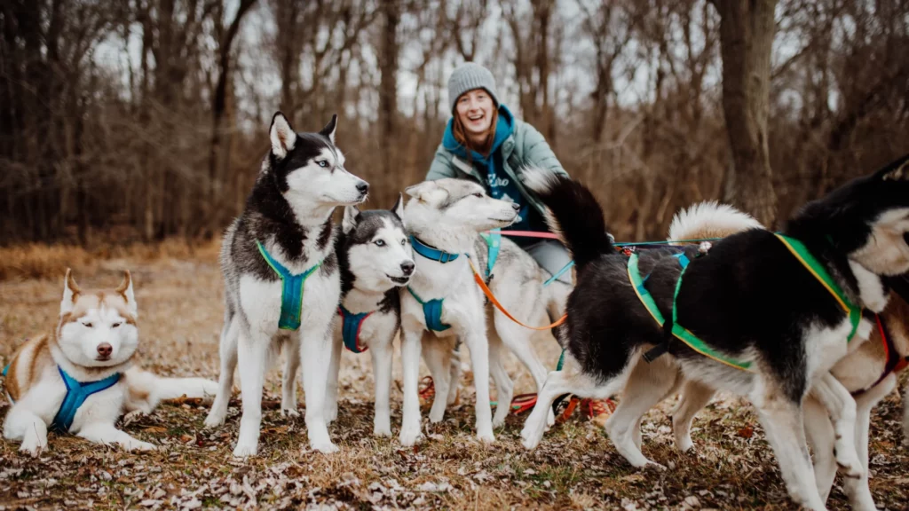 Dog sporting equipment
