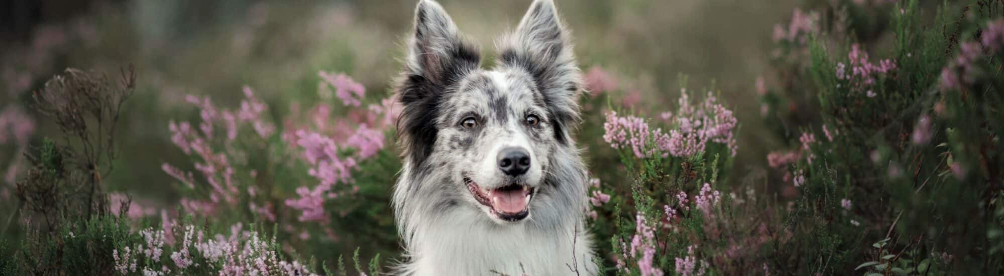 Care Weight Management Food for Dogs