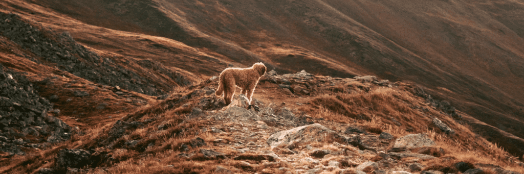 Chicken Meal with Brown Rice – Large Breed Dog Food