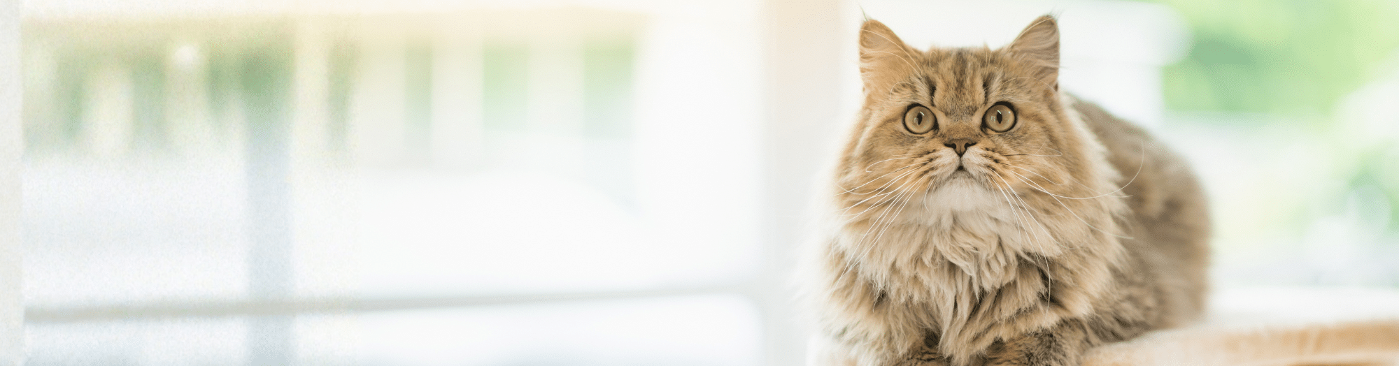 Contrôle des boules de poils – Nourriture pour chats