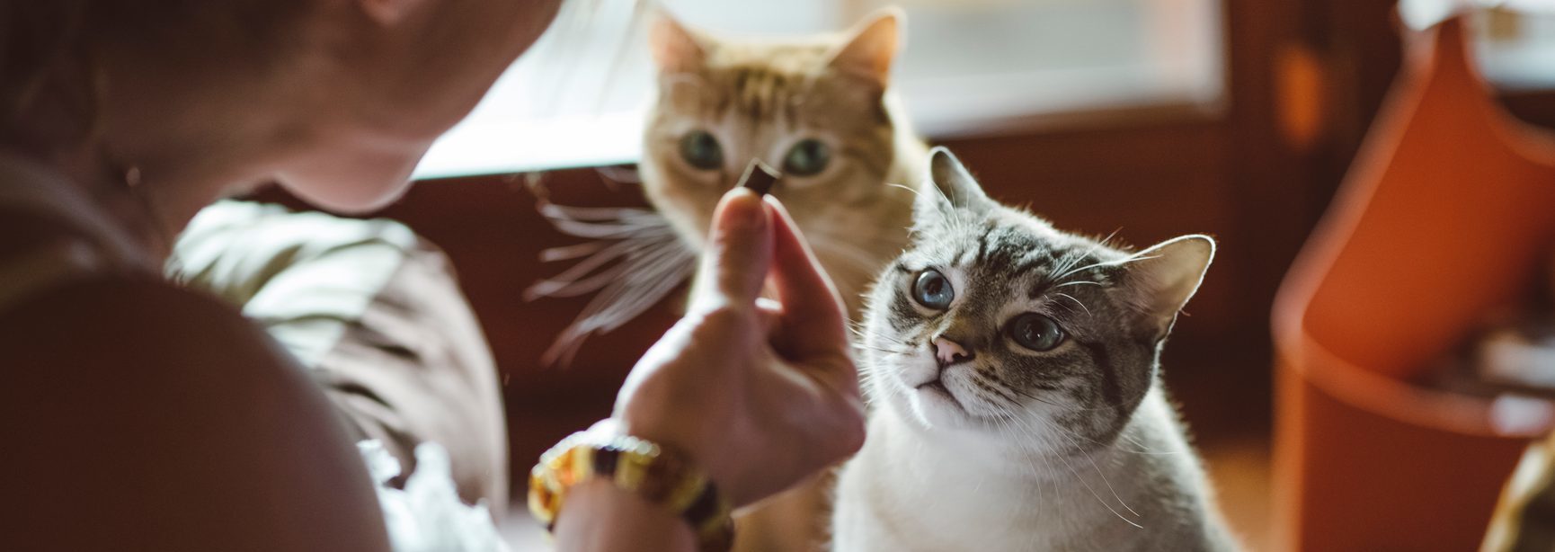 Freeze-Dried Beef Liver Treats for Cats