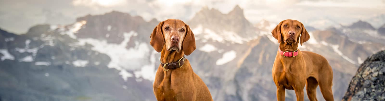 Freeze-Dried Chicken Dog Treats
