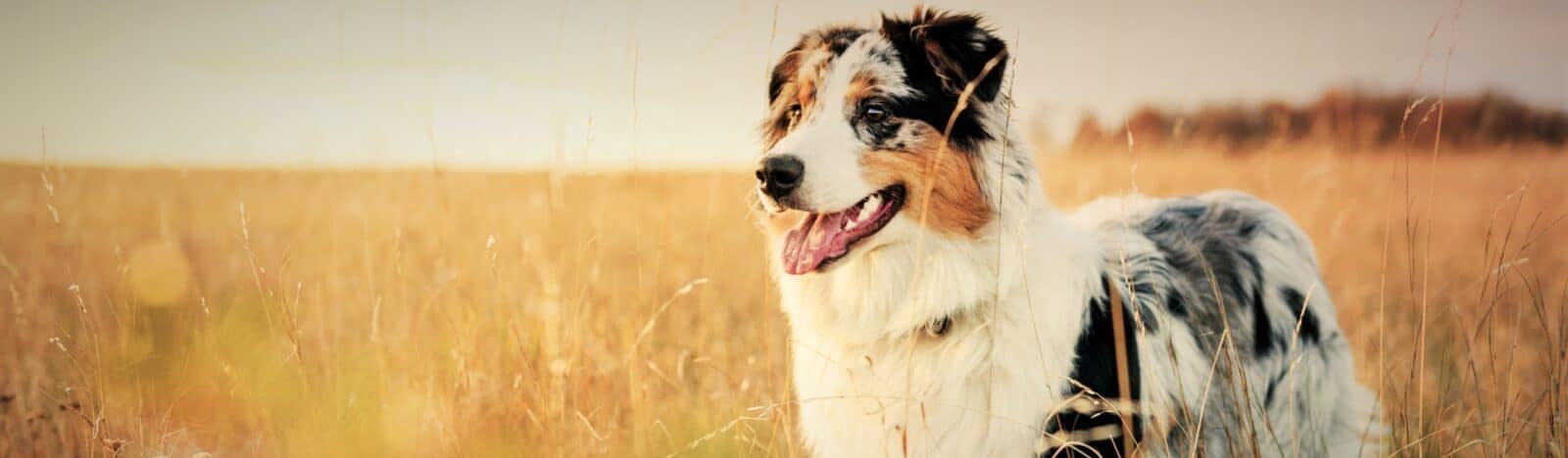 Healthy Adult, Chicken – Dog food
