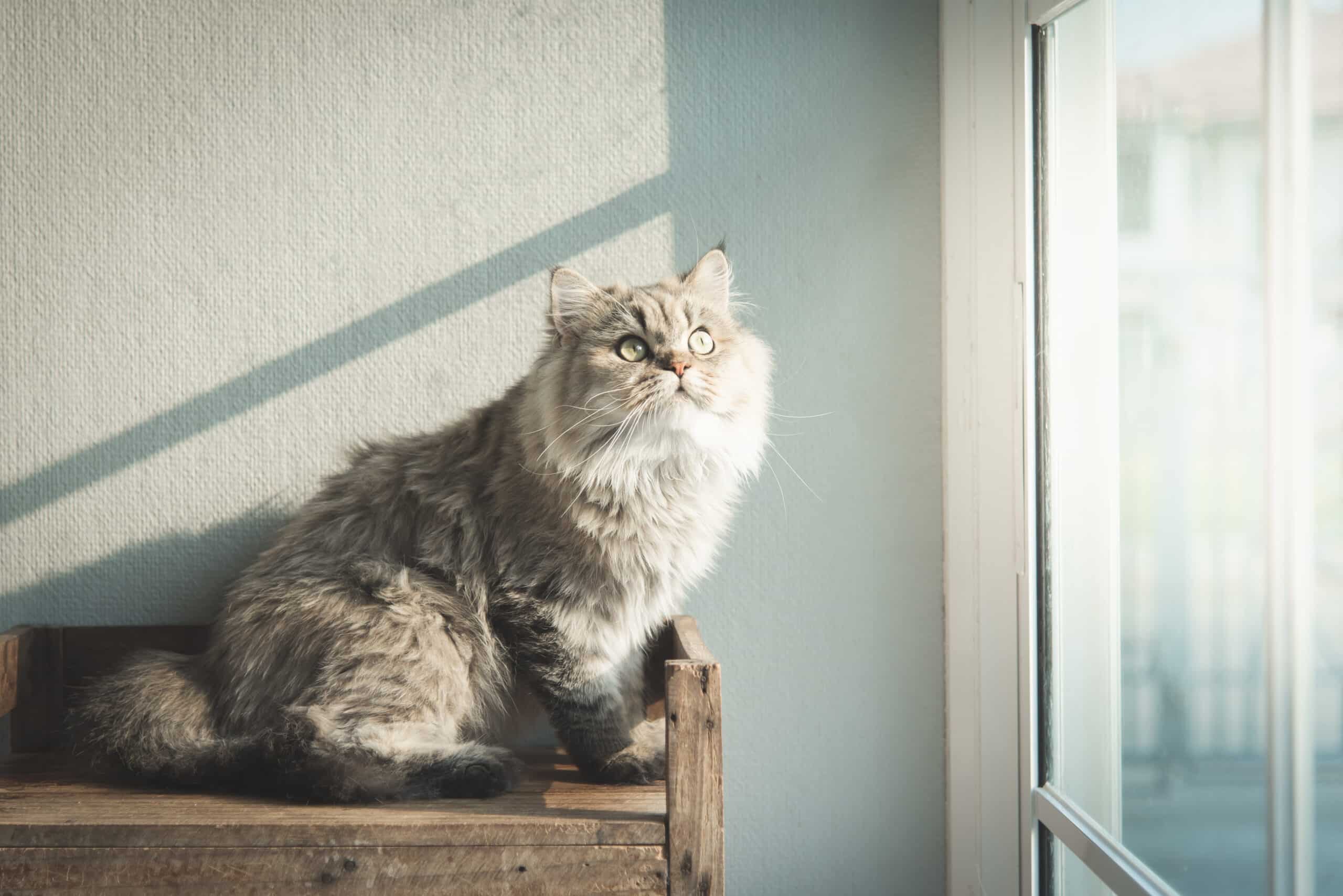 Healthy Adult Indoor, Fish – Cat Food