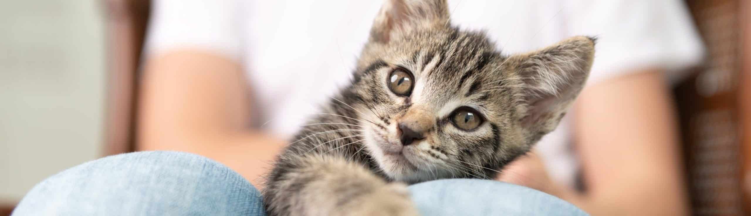 Healthy Kitten Food, Chicken