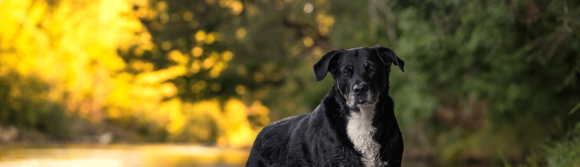 Nutrience Care Calm & Comfort – Anxiety & Hyperactivity Dog Food