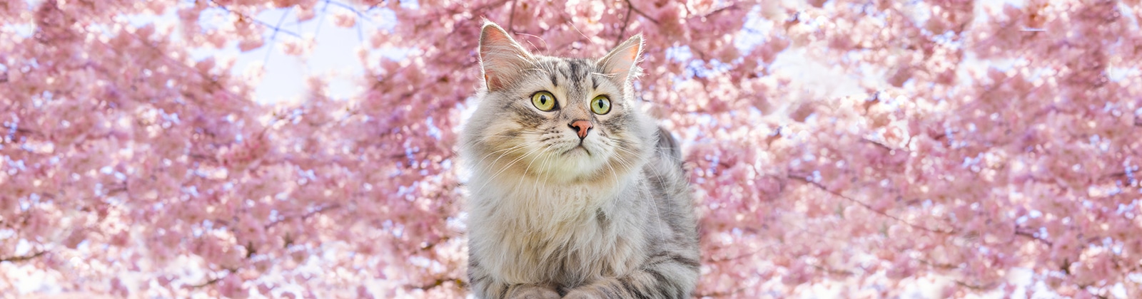 Nutrience Care Urinary Health – Wet Cat Food