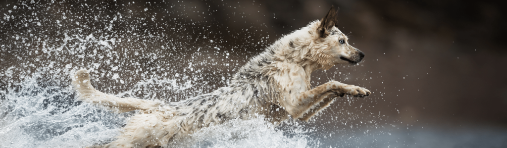 Ocean Fish Grain Free Dog Food