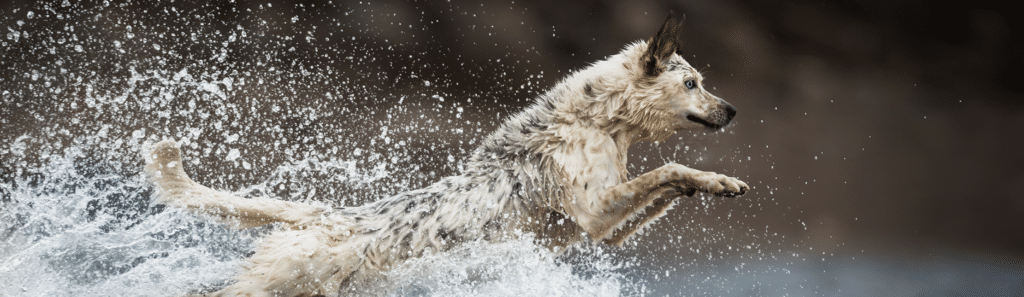 Poisson océanique – Croquettes pour chiens