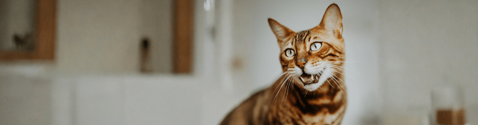 Soins dentaires – Nourriture dentaire pour chats