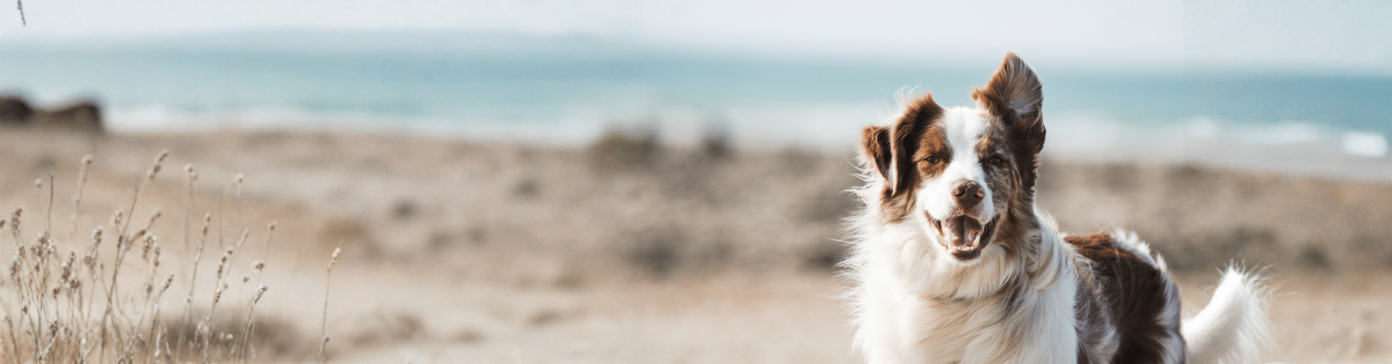 Soins dentaires – Nourriture pour chiens