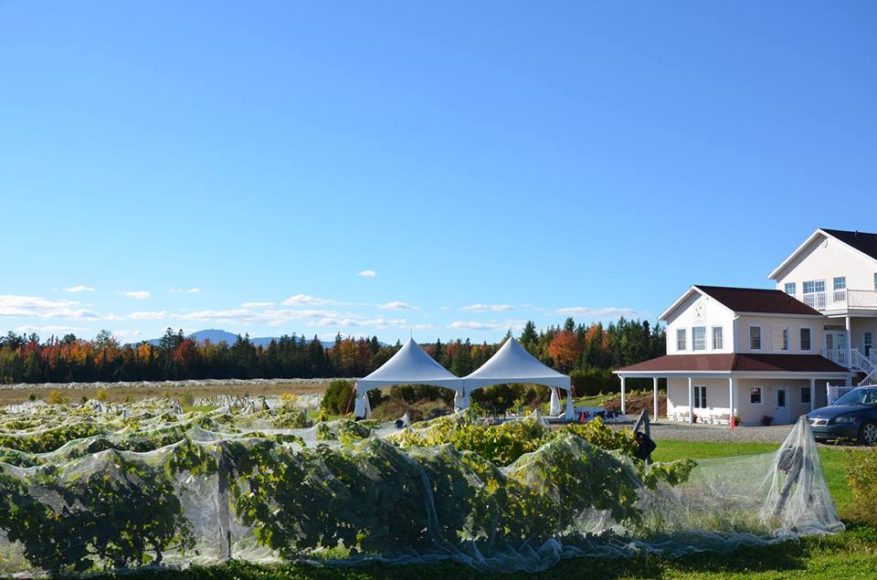 Vignoble Chemin De La Rivière