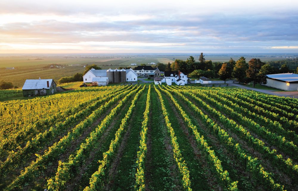 Vignoble Coteau Rougemont