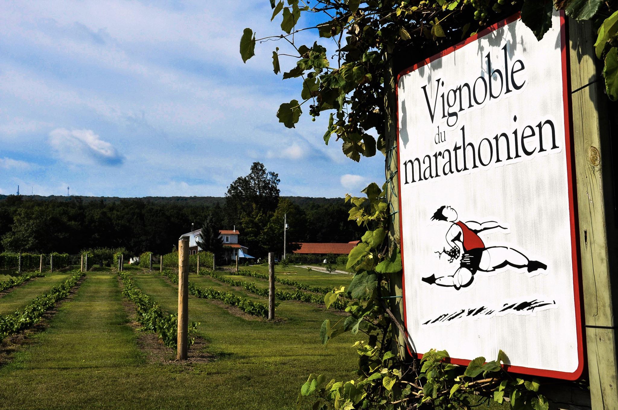 Vignoble Du Marathonien