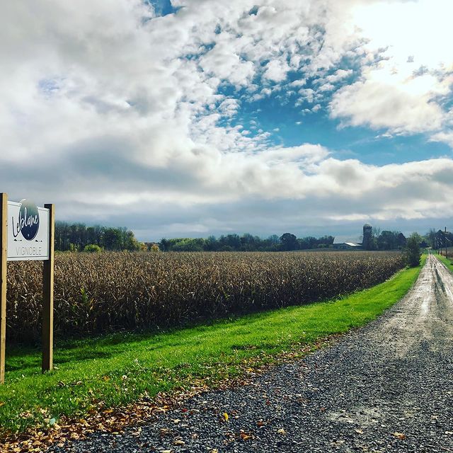 Vignoble Leblanc
