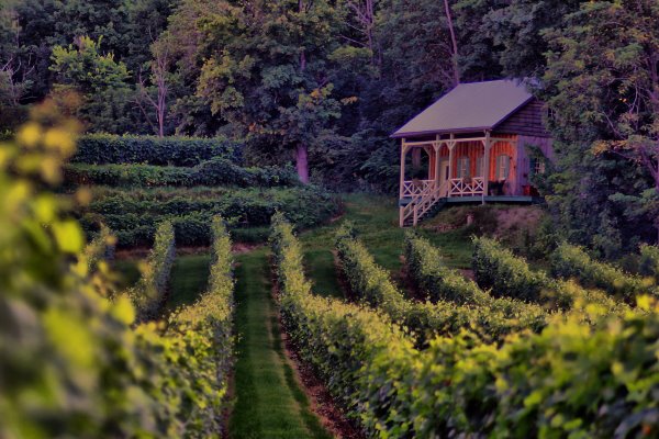 Vignoble Les Vents D'Ange