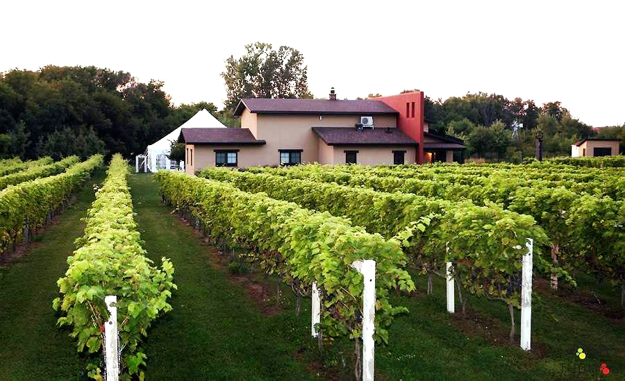 Vignoble Saint-Thomas